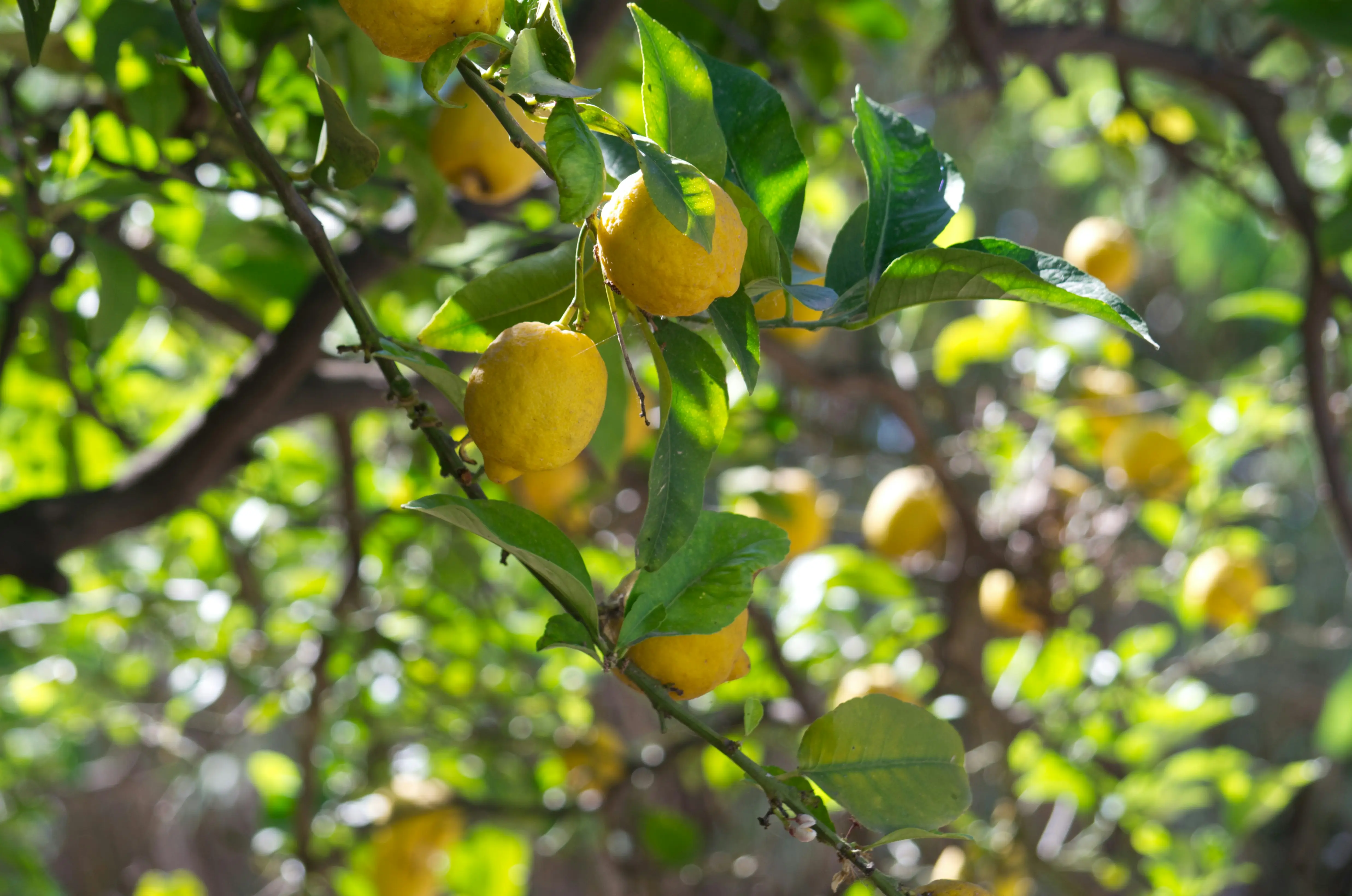 Close up of a fresh Amalfi lemon